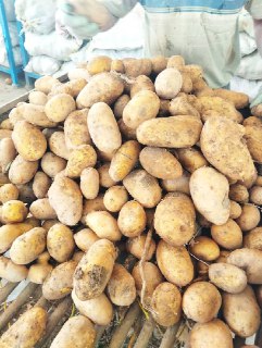 تامین سیب زمینی صادراتی