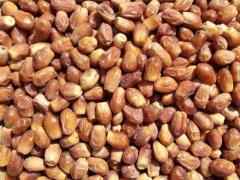 فروش خرمای زاهدی درجه یک