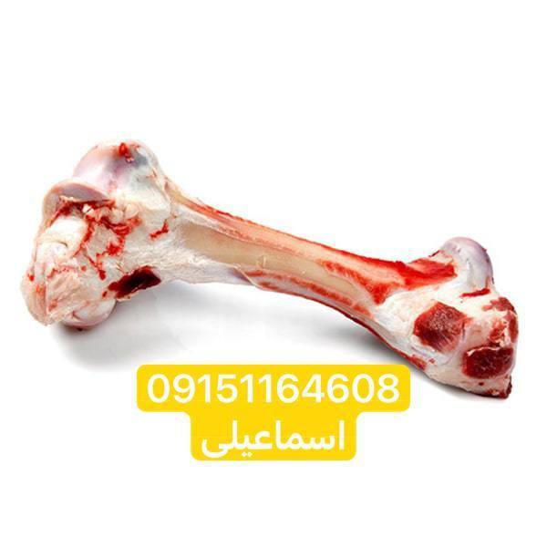 فروش قلم گوساله درجه یک