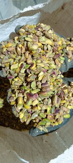 فروش مغز پسته خرد شده تازه