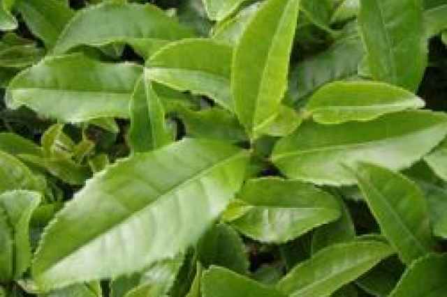 فروش چای سبز تازه لاهیجان با خواص بالا