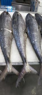 ماهی میگو جنوب