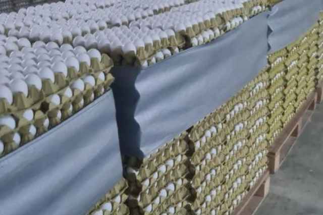 فروش تخم مرغ صادراتی