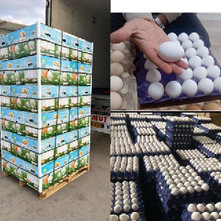 صادرات تخم مرغ با مجوزات کامل