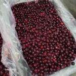 فروش عمده آلبالو منجمد