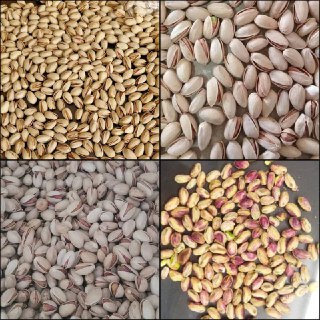 تأمین و عرضه مستقیم پسته و مغز پسته از کرمان