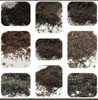 ظرفیت خالی تولید چای ایرانی