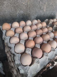 فروش تخم مرغ محلی گلپایگانی