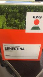 فروش بذر چغندر ernestina kws